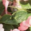Impatiens 'Impact Coral', habit