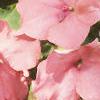 Impatiens 'Impact Coral', habit