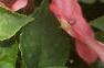 Impatiens 'Impact Coral', habit
