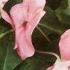 Impatiens 'Impact Coral', habit