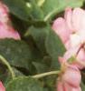Impatiens 'Impact Coral', habit