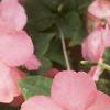Impatiens 'Impact Coral', habit