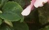 Impatiens 'Impact Coral', habit