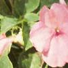 Impatiens 'Impact Coral', habit