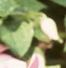Impatiens 'Impact Coral', flowers