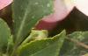 Impatiens 'Impact Coral', flowers