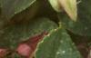 Impatiens 'Impact Coral', flowers