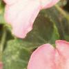 Impatiens 'Impact Coral', flowers