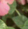 Impatiens 'Impact Coral', flowers