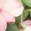 Impatiens 'Impact Coral', flowers