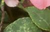 Impatiens 'Impact Coral', flowers