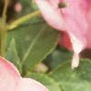 Impatiens 'Impact Coral', flowers
