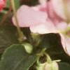 Impatiens 'Impact Coral', flowers