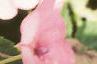 Impatiens 'Impact Coral', flowers