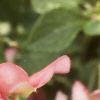 Impatiens 'Impact Coral', flowers