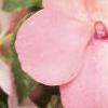 Impatiens 'Impact Coral', flowers