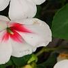 Impatiens 'Impreza Cherry Splash', flowers