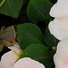 Impatiens 'Impreza Cherry Splash', flowers