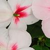 Impatiens 'Impreza Cherry Splash', flowers