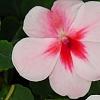 Impatiens 'Impreza Cherry Splash', flowers