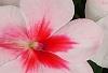 Impatiens 'Impreza Cherry Splash', flowers