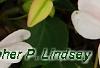 Impatiens 'Impreza Cherry Splash', flowers