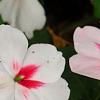 Impatiens 'Impreza Cherry Splash', flowers
