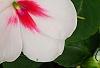 Impatiens 'Impreza Cherry Splash', flowers