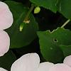 Impatiens 'Impreza Cherry Splash', flowers