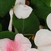 Impatiens 'Impreza Cherry Splash', flowers