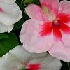 Impatiens 'Impreza Cherry Splash', flowers