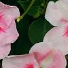 Impatiens 'Impreza Cherry Splash', flowers