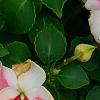 Impatiens 'Impreza Cherry Splash', flowers