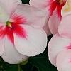 Impatiens 'Impreza Cherry Splash', flowers