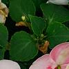 Impatiens 'Impreza Cherry Splash', flowers