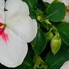 Impatiens 'Impreza Cherry Splash', flowers