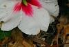 Impatiens 'Impreza Cherry Splash', flowers