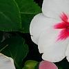 Impatiens 'Impreza Cherry Splash', flowers