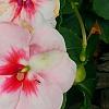 Impatiens 'Impreza Cherry Splash', flowers