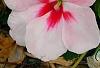 Impatiens 'Impreza Cherry Splash', flowers