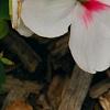 Impatiens 'Impreza Cherry Splash', flowers