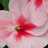 Impatiens 'Impreza Cherry Splash', flowers