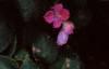Impatiens 'Mini Firefly Lavender', habit