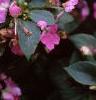Impatiens 'Mini Firefly Lavender', habit