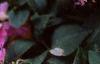 Impatiens 'Mini Firefly Lavender', habit