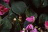 Impatiens 'Mini Firefly Lavender', habit