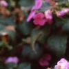 Impatiens 'Mini Firefly Lavender', habit