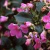Impatiens 'Mini Firefly Lavender', habit