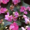 Impatiens 'Mini Firefly Lavender', habit