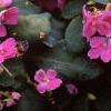 Impatiens 'Mini Firefly Lavender', habit